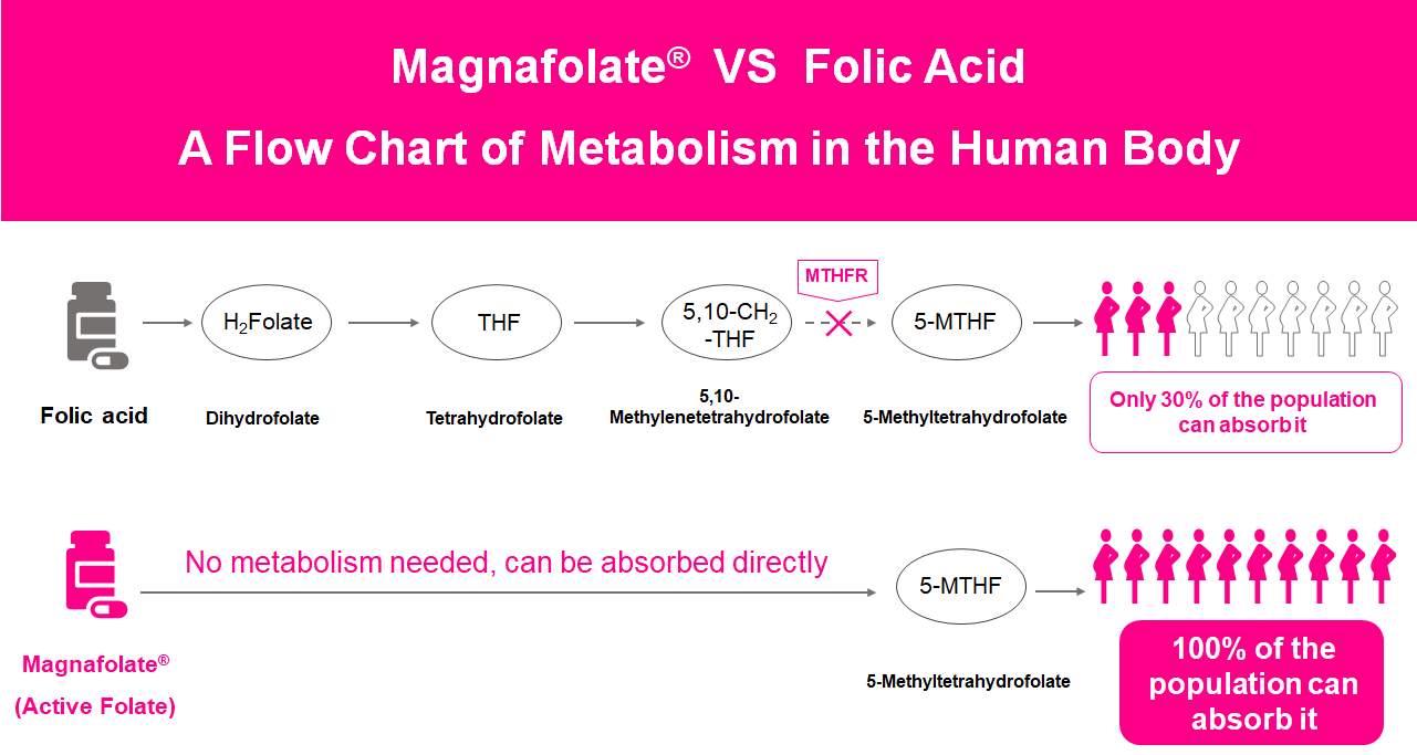 Un diagramma di flusso del metabolismo nel corpo umano, folato attivo VS acido folico