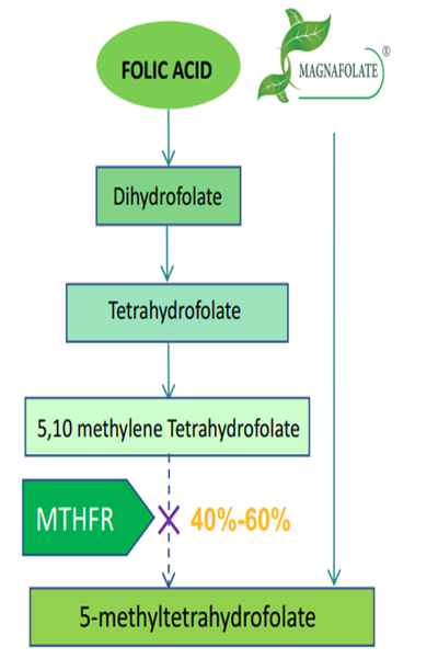 Perché è necessario utilizzare il folato attivo L-5-MTHF Ca anziché l’acido folico?