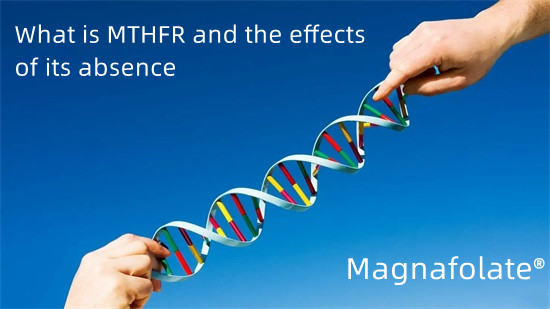 Cos'è MTHFR e gli effetti della sua assenza