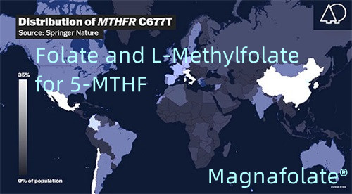 Folato e L-metilfolato per 5-MTHF