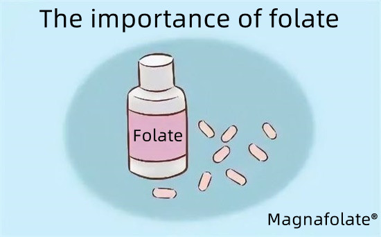 L'importanza del folato-Magnafolato