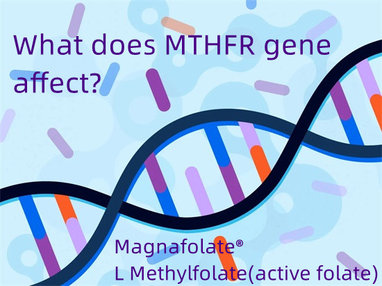 Cosa influenza il gene MTHFR?
