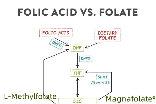 Qual è la migliore forma di folato?