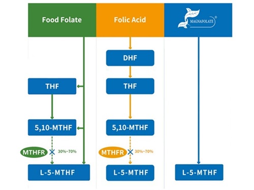 Classificazione del folato e profilo di attività del 5-metiltetraidrofolato